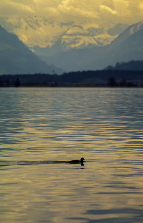 #7 Duck at Sunset