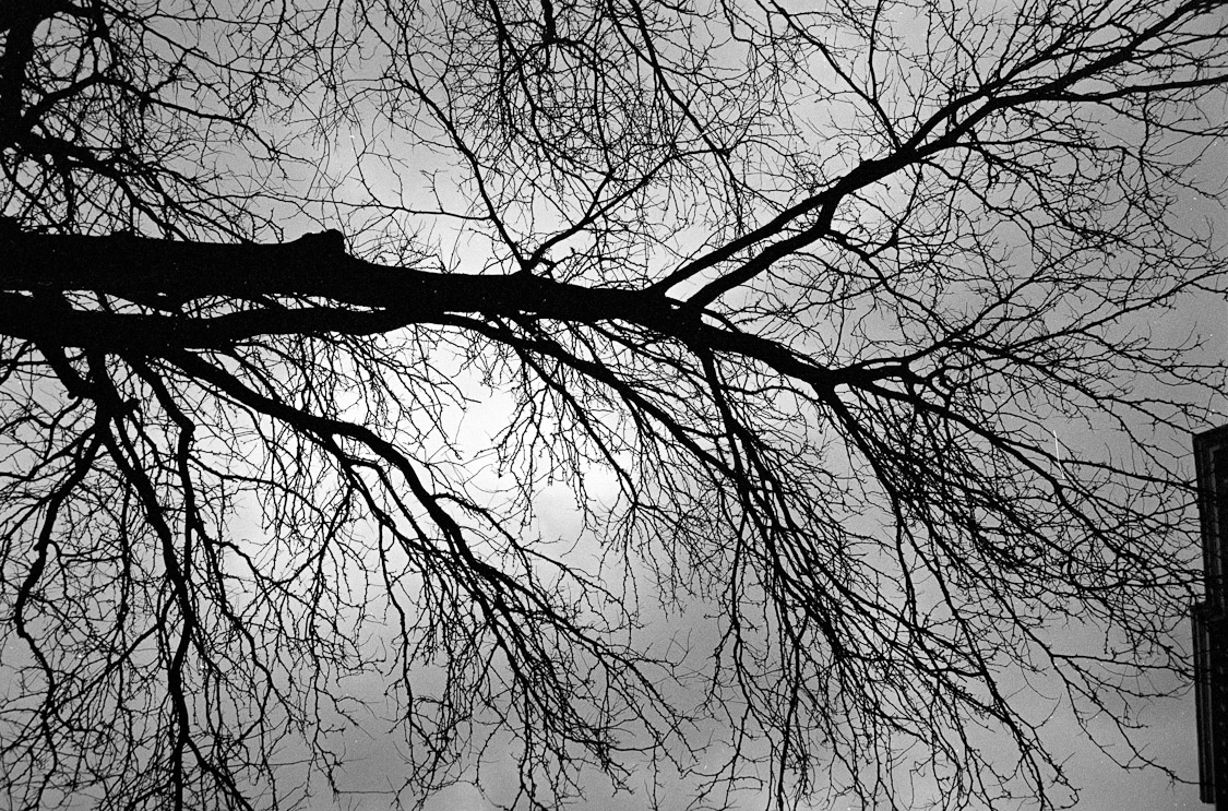 #29 uptown tree