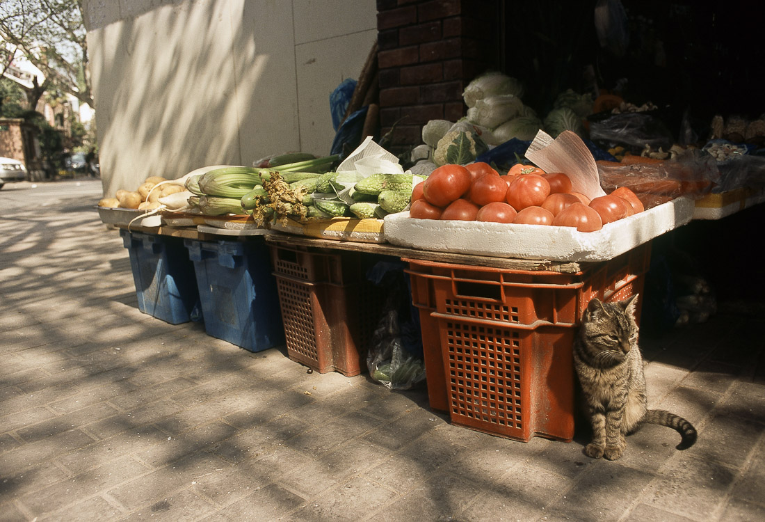 #7 food shop cat