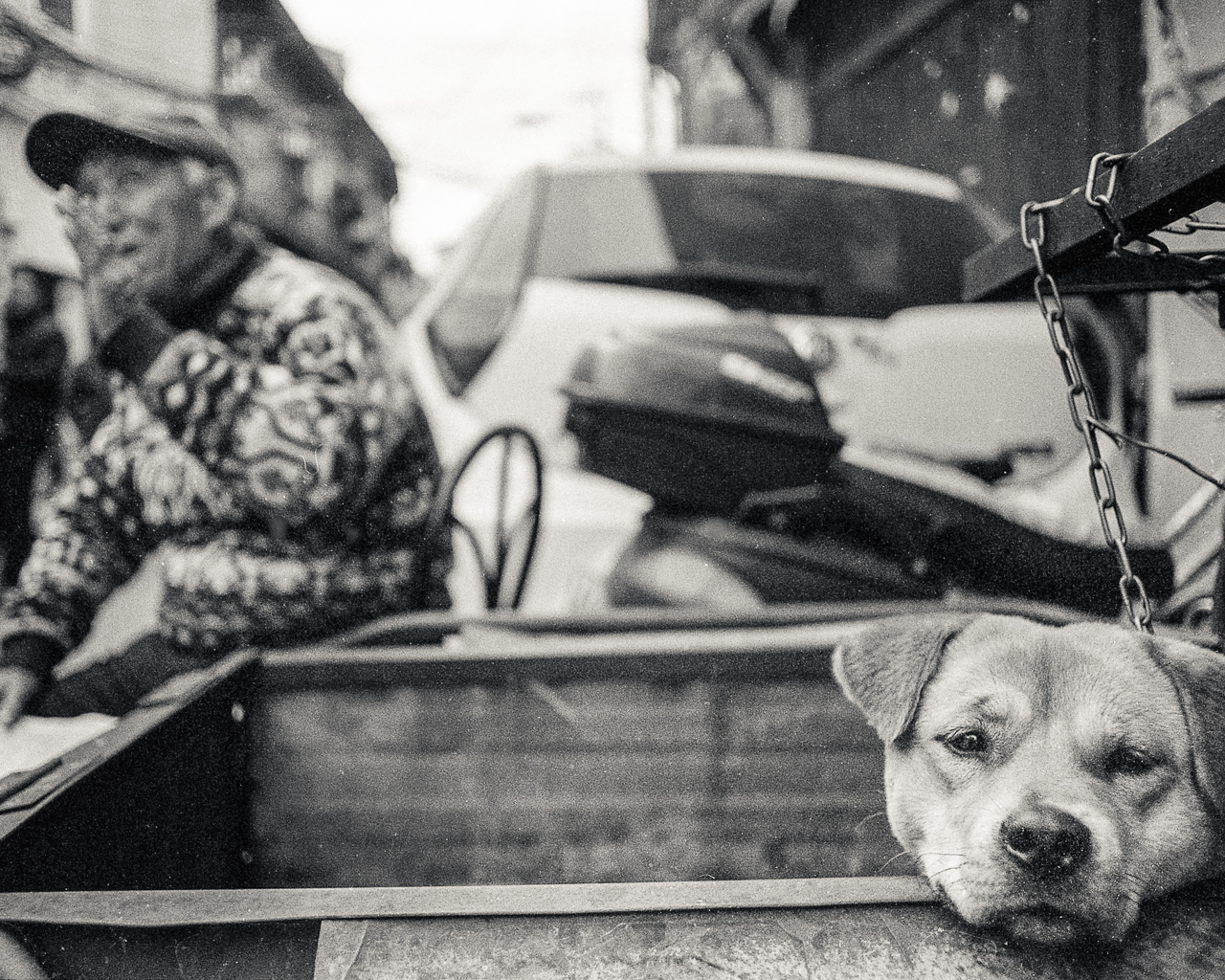 #13 A dog with its owner.