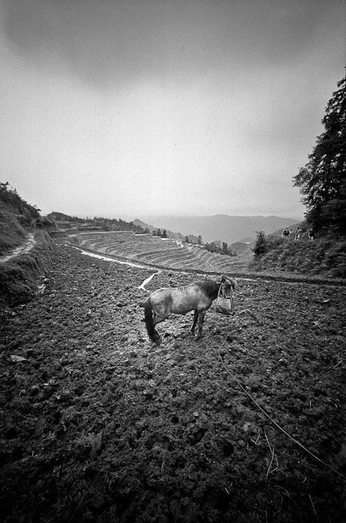 #17 That's a horse.