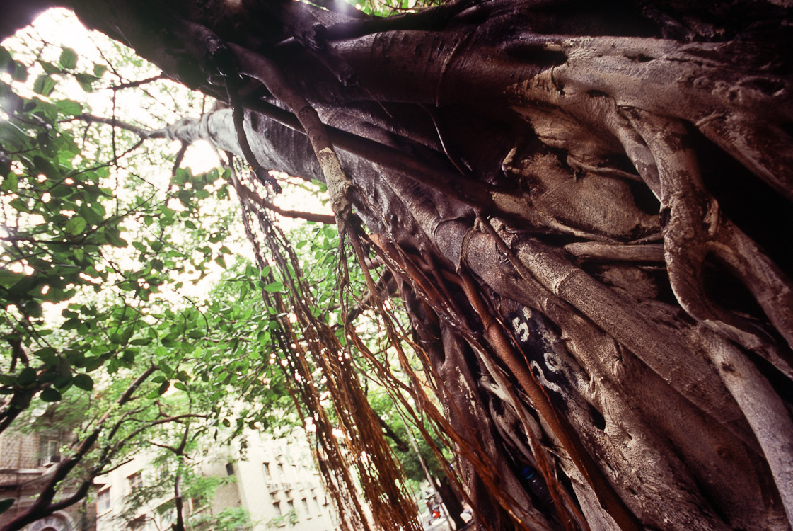 #4 roots on the roads, Mumbai