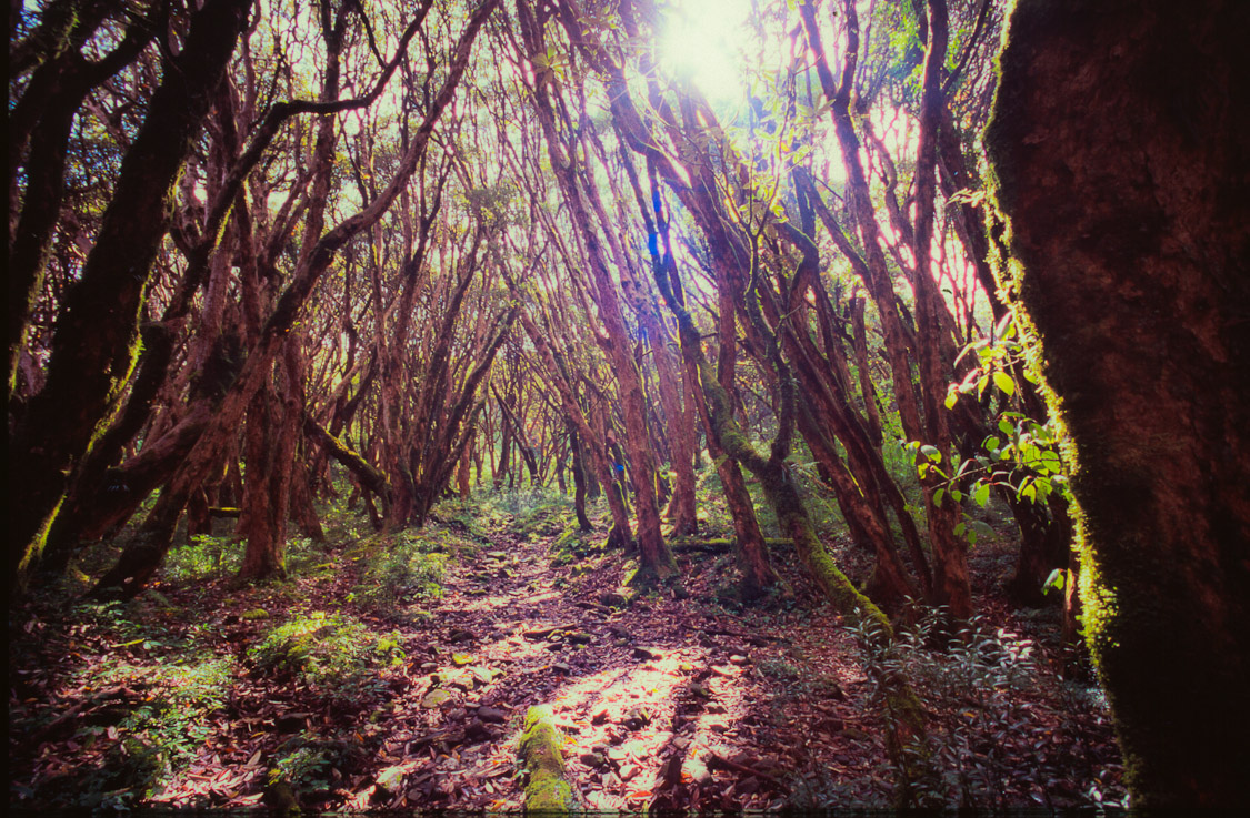 #27 Djungle on the way to Swanta