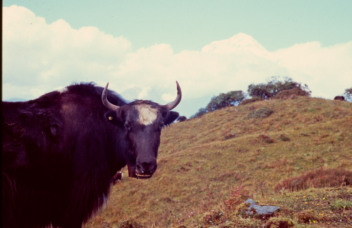 #38 Yaks came around too.
