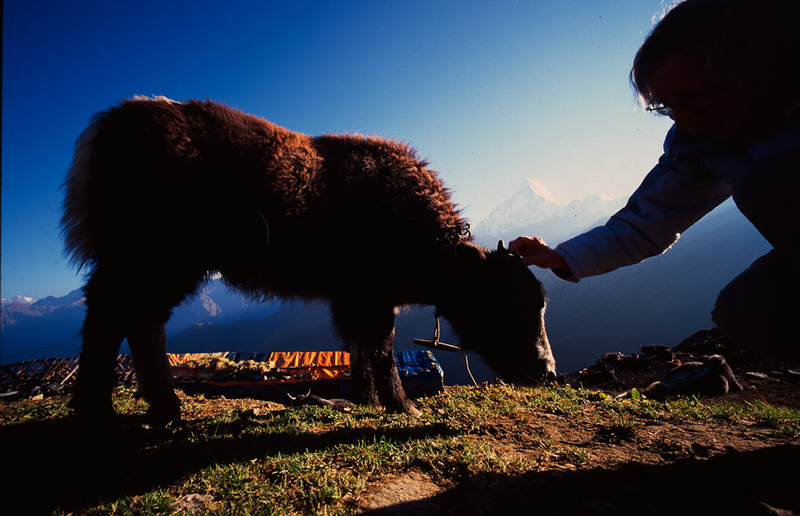 #45 small Yak abides. Aww.