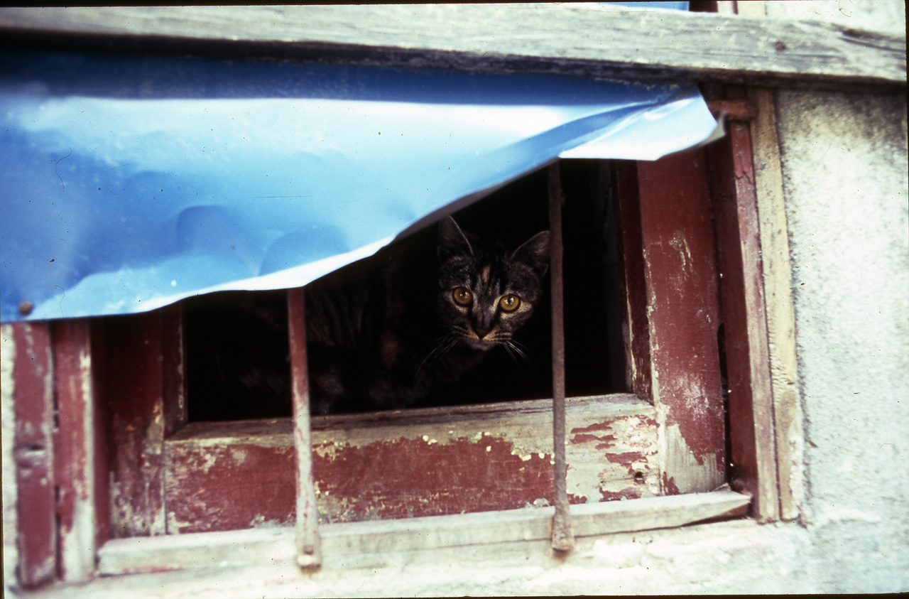 #66 Other than this, the only creatures populating the place are a whole bunch of young looking sleazy cats. I mean fair enough, a full neighborhood with climbable buildings and stuff all over the places sounds fantastic if I was a cat.