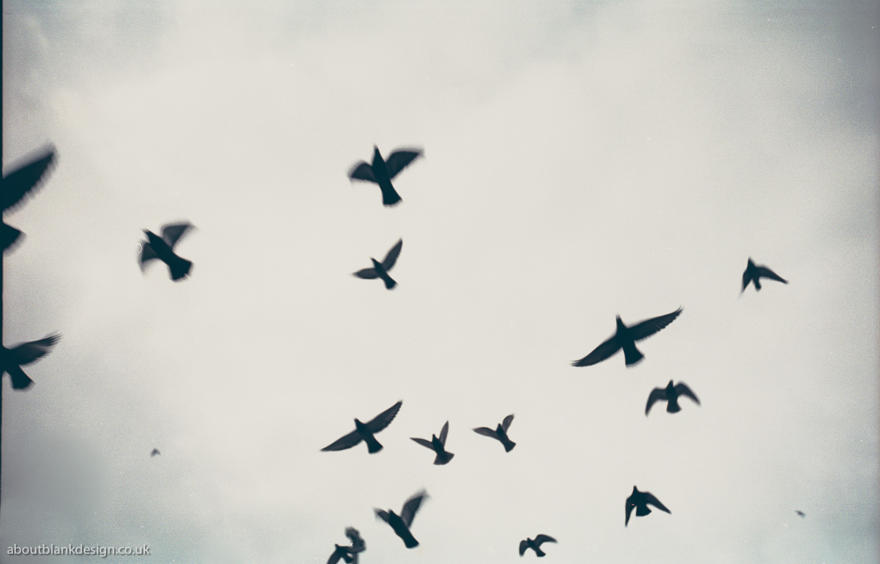 #1 Birds