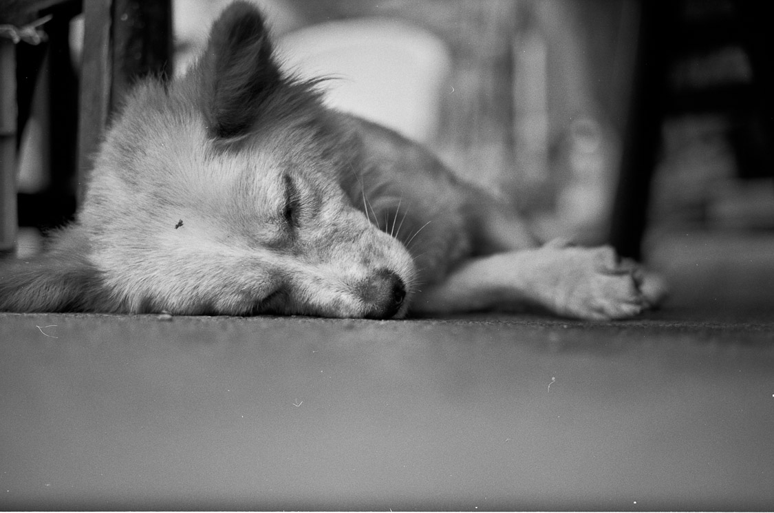 #30 cars, scooters, horns, kids, us - nothing woke him up